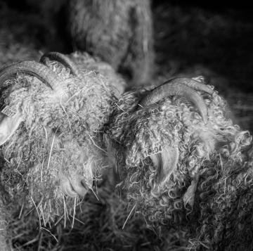 Ch&egrave;vres angora en toison d'hiver