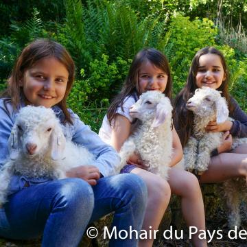 Nos chevreaux angora en photo