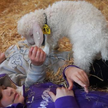 Nos chevreaux angora en photo