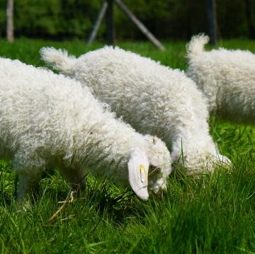 Nos chevreaux angora en photo