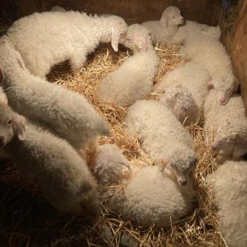 Nos chevreaux angora en photo
