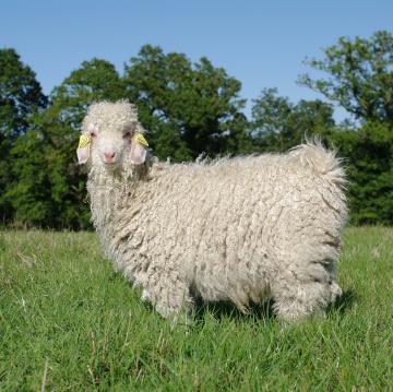 Nos chevreaux angora en photo