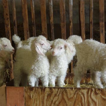Photos de notre porte ouverte "Printemps à la ferme" en 2011