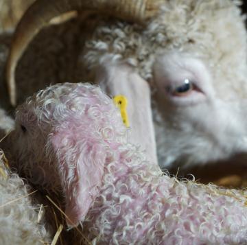 Nos chevreaux angora en photo