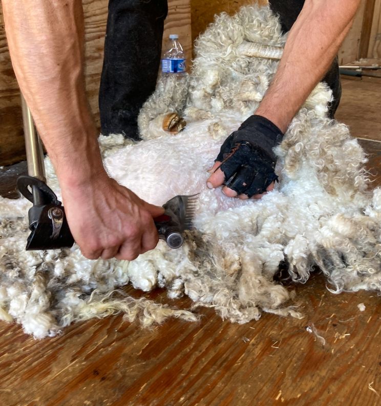 Photos: Tonte des ch&egrave;vres angora &eacute;t&eacute; 2022