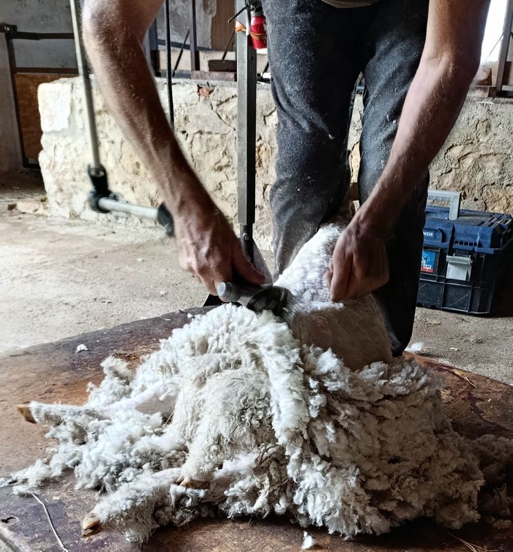 Tonte d'&eacute;t&eacute; des ch&egrave;vres angora &agrave; Mauroux 