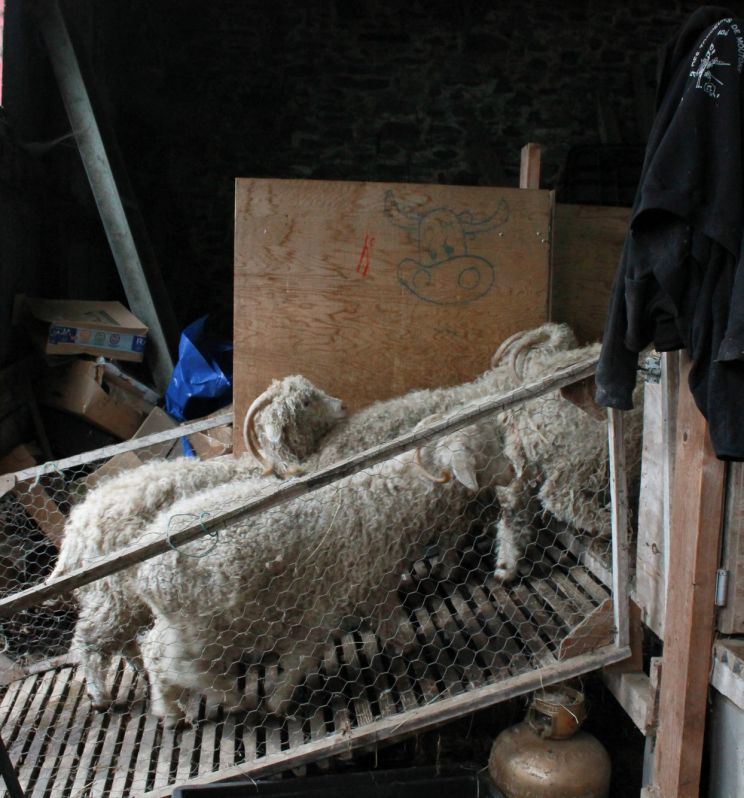 Archives photos: Tonte des ch&egrave;vres angora
