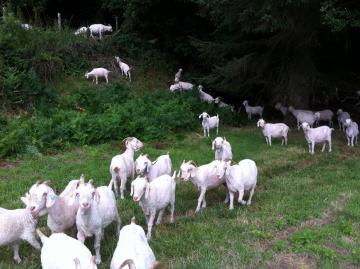 Tonte des chèvres angora