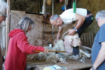 Tonte des chèvres angora