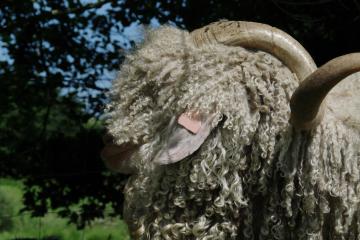 Vente de boucs et de chèvres angora