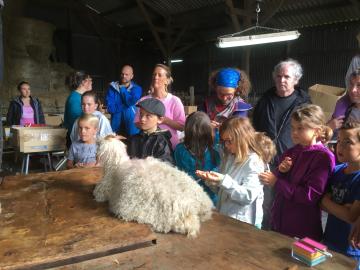 La chèvre attend patiemment son tour